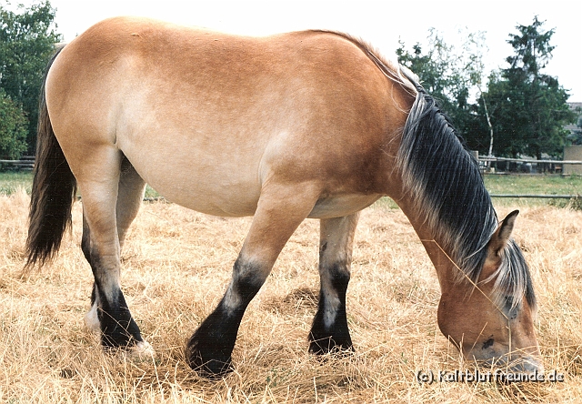 minchen in jungen jahren.jpg